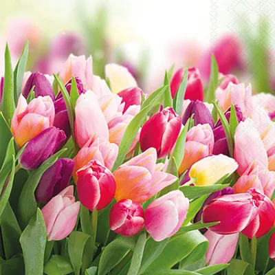 Produktbild von Servietten 25x25 cm - Glorious tulips