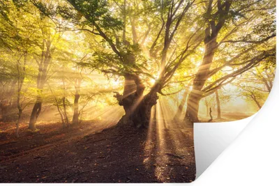 Produktbild von MuchoWow® Wandtattoo Wandsticker Wandaufkleber Baum - Wald - Sonne 60x40 cm Selbstklebend und Repositionierbar - Wierderverwendbar - Selbstklebend