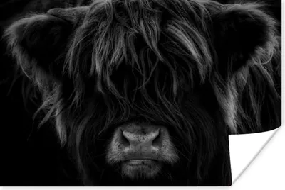 Produktbild von MuchoWow® Poster Schottischer Highlander - Kuh - Schwarz - Weiß - Porträt 120x80 cm - Bilder
