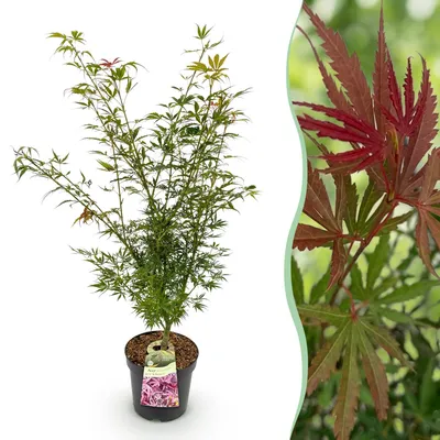 Produktbild von Japanischer Ahorn Acer palmatum Jerre Swarts, laubabwerfende Gartenpflanze in