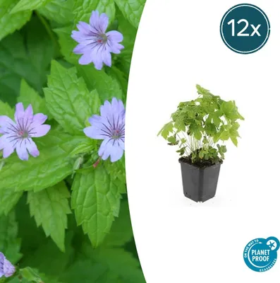 Image de Couvre-sol - Geranium nodosum - Pot de 9cm - Set de 12 plantes