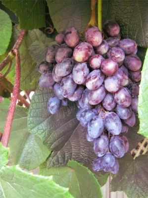 Produktbild von Vitis vinifera Blauer Spätburgunder (Pinot Noir) - fruchtiger Geschmack