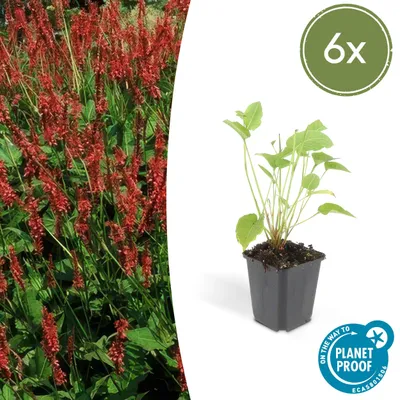 Produktbild von Bistorte – Persicaria amplexicaulis – Bistorta – Winterharte Staude – 9-cm-Topf – 6er-Set