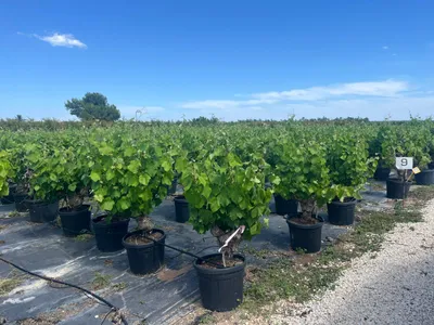 Produktbild von Sunny Tree - Weintraubenbaum - 40 jahre alter baum - Dunkle essbare Trauben - Vitus Vinifera - Monastrell - Obstbaum - 120 cm - Winterhart