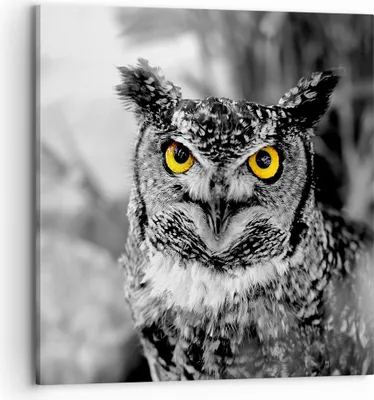 Produktbild von Bild auf Leinwand - Leinwandbild - Eule Vogel Natur - 70x70cm - Wand Bild - Wanddeko - Wandbilder - Leinwanddruck - Bilder - Kunstdruck - Wanddekoration - Leinwand bilder - Wandkunst - AC70x70-1318