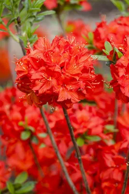 Produktbild von Rhododendron luteum 'Nabucco', leuchtend rot, 50–60 cm