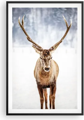 Produktbild von Gerahmtes Poster - Schwarzer Rahmen - Hirsch Geweih Winter - 61x91,5 cm - Wand Bild - Wanddeko - Wandbilder - Kunstposter - Wandposter - Bilderrahmen - Bilder - Kunstdruck - P2BPA61x91-5141
