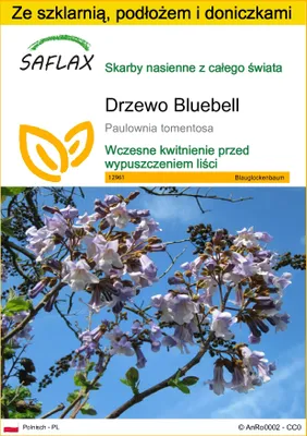 Zdjęcie produktu dla SAFLAX - Zestaw do uprawy - Drzewo Bluebell - 200 Nasiona - Z mini szklarnią, podłożem uprawowym i 2 doniczkami - Paulownia tomentosa
