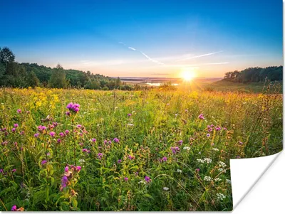 Produktbild von MuchoWow® Poster Sonne - Gras - Blumen 160x120 cm - Foto Plakat