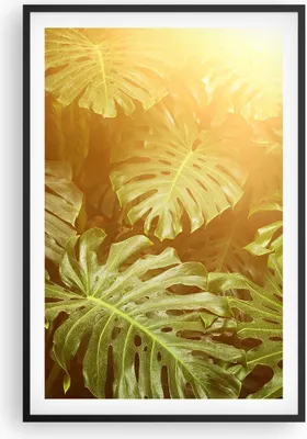 Produktbild von Gerahmtes Poster - Schwarzer Rahmen - Blätter Monstera Licht - 61x91,5 cm - Wand Bild - Wanddeko - Wandbilder - Kunstposter - Wandposter - Bilderrahmen - Bilder - Kunstdruck - P2BPA61x91-4540