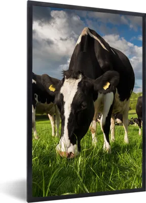 Produktbild von MuchoWow® Gerahmtes Poster Kühe - Tiere - Gras - Wiese - Bauernhof 20x30 cm - Poster mit Schwarzem Bilderrahmen Wandposter Rahmen Foto Bilder - Drucken - Bilder Poster im Rahmen