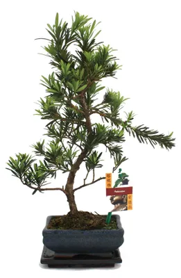 Produktbild von Bonsai-Steinschnitt – Podocarpus macrophyllus – ca. 6 Jahre alt