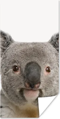 Produktbild von MuchoWow® Poster Koala - Koala Bär - Mädchen - Jungen - Tiere 75x150 cm - Dekoration für die Wände
