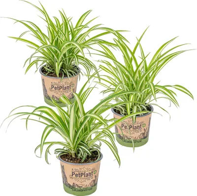 Zdjęcie produktu dla Bloomique - Zestaw 3 szt. - Chlorophytum Variegatum - Roślina zielna - Rośliny doniczkowe - Oczyszczające powietrze - Przyjazne dla zwierząt - Wysokość 20-30 cm - Doniczka 12 cm