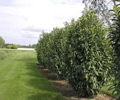 Obrázek produktu pro 10 kusů portugalského vavřínu – Prunus lusitanica 'Genolia' PBR | 20-30 cm, zakořeněné sazenice