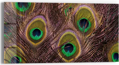 Produktbild von DEQORI Glasbild Echtglas 60x30 cm 'Pfauenfedernpracht' Wandbild Bild modern Deko