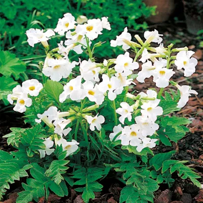 Immagine prodotto di Incarvillea Inkarwilla Bianca White 1 pz. piantina piantine di fiori