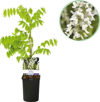 Zdjęcie produktu dla Wisteria - Wisteria floribunda Alba - Biały kwiat - 1 roślina - 30-40cm - Ø10cm - Roślina ogrodowa
