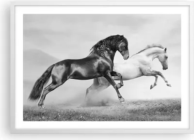 Produktbild von Gerahmtes Poster - Weißer Rahmen - Pferde Tiere Galopp Wiese - 70x50 cm - Wand Bild - Wanddeko - Wandbilder - Kunstposter - Wandposter - Bilderrahmen - Bilder - Kunstdruck - Wandbild - P2WAA70x50-2683