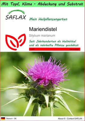 Produktbild von SAFLAX Garden to go - Mariendistel - Silybum marianum - 75 Samen - Mit Topf, Klima - Deckel und Anzuchtsubstrat