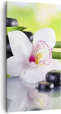 Produktbild von Bild auf Leinwand - Leinwandbild - blume orchidee - 55x100cm - Wand Bild - Wanddeko - Wandbilder - Leinwanddruck - Bilder - Kunstdruck - Wanddekoration - Leinwand bilder - Wandkunst - PA55x100-3659