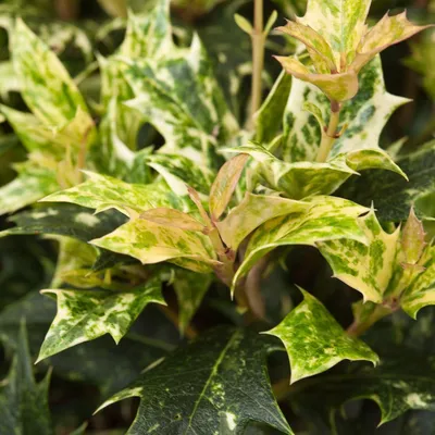 Obrázok produktu pre Osmanthus 'Goshiki' – voňavý kvet | 30–35 cm v črepníku