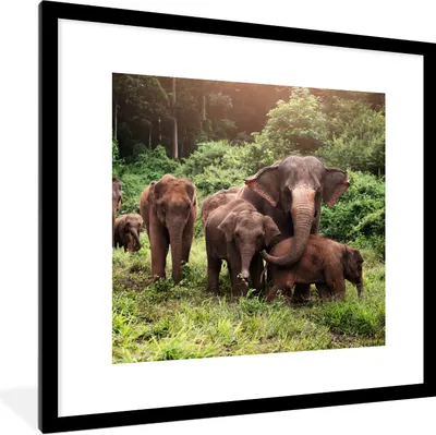 Produktbild von MuchoWow® Gerahmtes Poster Elefanten aus dem Wald 40x40 cm - Poster mit Schwarzem Bilderrahmen Wandposter Rahmen Foto Bilder - Poster - Plakat im Rahmen