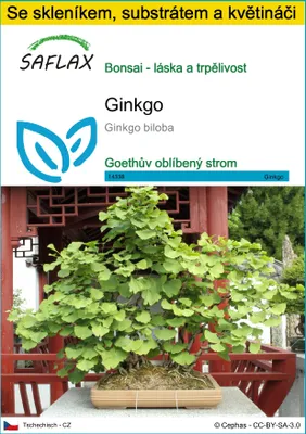 Obrázek produktu pro SAFLAX Kultivační sada - ginkgo - Ginkgo biloba - 4 Semena - S mini skleníkem, pěstebním substrátem a 2 květináči