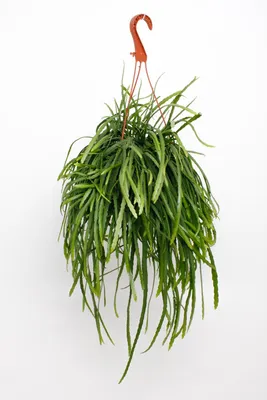 Zdjęcie produktu dla Lepismium Bolivianum - 25cm - Ø17cm - Roślina doniczkowa - Zimozielony
