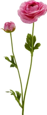 Produktbild von GASPER Ranunkel Pink Bklüte mit Knospe Ø 8,5 cm 63 cm - Kunstblumen
