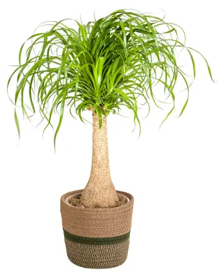 Productafbeelding van Beaucarnea Recurvata op stam met mand - 60-80cm - Ø21cm - Kamerplant - Groenblijvend