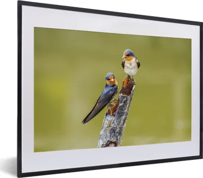 Produktbild von MuchoWow® MuchoWow® Gerahmtes Poster Vögel - Zweig - Porträt 40x30 cm - Poster mit zchwarzem Bilderrahmen - Bilderrahmen - Poster im Rahmen