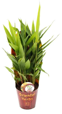 Produktbild von Thai-Ingwer, Alpina galanga 12cm