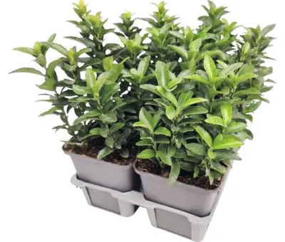 Obrázek produktu pro Brslen japonský FloraSelf Euonymus japonicus 'Green Spire' balení 6 ks