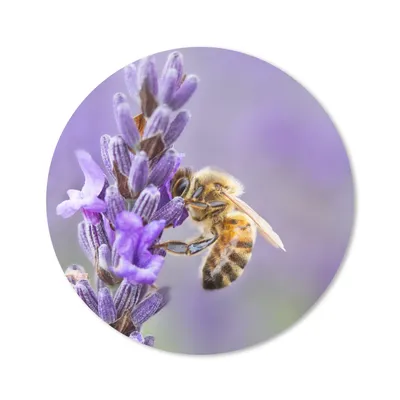 Produktbild von MuchoWow® Mauspad Mousepad Biene auf Lavendel 20x20 cm - Mousepads - Maus Mat - Pad - Mausunterlage - Schreibtischmatte