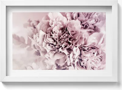 Produktbild von Blassrosa Pfingstrosenblüten– Wandbild mit Rahmen – Gerahmtes Bild  – Wanddekoration – 30x20 cm –  Weiß Rahmen