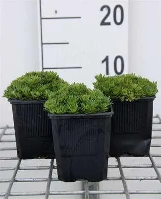 Immagine prodotto di 6 x Saxifraga (a) 'Flower carpet' - Saxifraga muschiata - Vaso 9 x 9 cm
