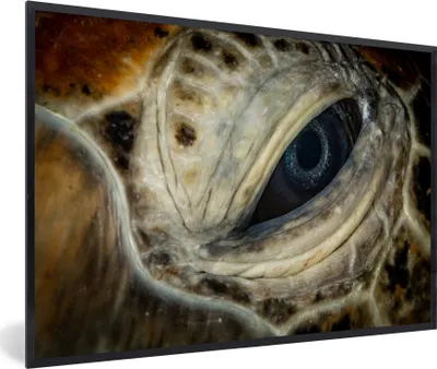 Produktbild von MuchoWow® MuchoWow® Gerahmtes Poster Nahaufnahme Hawksbill-Auge 90x60 cm - Poster mit zchwarzem Bilderrahmen - Fotorahmen - Foto-Plakat