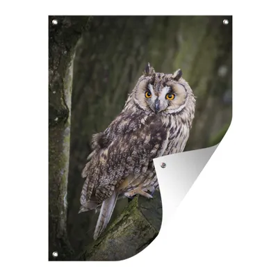Obrázek produktu pro MuchoWow® Zahradní plakáty - Sova - zblízka - strom - 40x30 cm - Zahradní dekorace