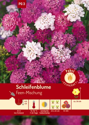 Artikelbild 1 von 'Schleifenblume Feen-Mischung' aus der Kategorie Blumensamenmischung