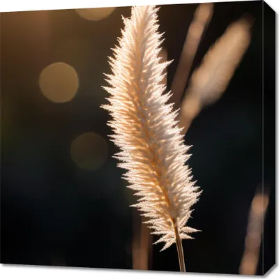 Produktbild von Bild 60x60cm Goldenes Licht