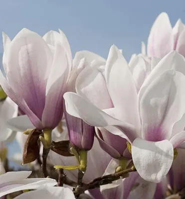 Produktbild von Tulpenmagnolie ´SUPERBA´ 70-80 cm, Cont. 5 l