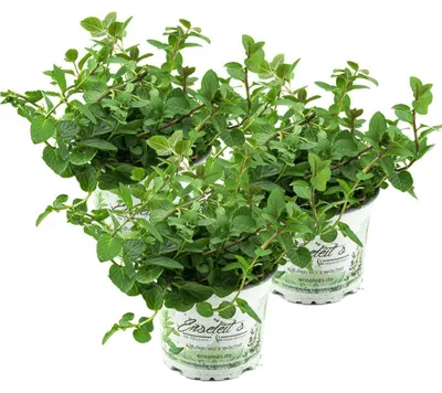 Produktbild von Enseleits 3 Pflanzen Pfefferminze,Mentha x piperita