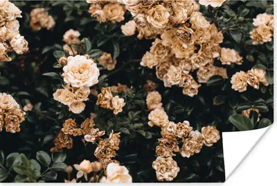 Produktbild von MuchoWow® Poster Rosenstrauch - Blumen - Blätter 90x60 cm - Schlafzimmer