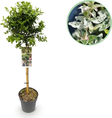 Image de Green boutiQ - Arbre sur tige - Euonymus fortunei Harlequin - Plante de terrasse - À feuillage persistant - Rustique - Feuilles vert-blanc - Pot de 19 cm - Hauteur 90 cm