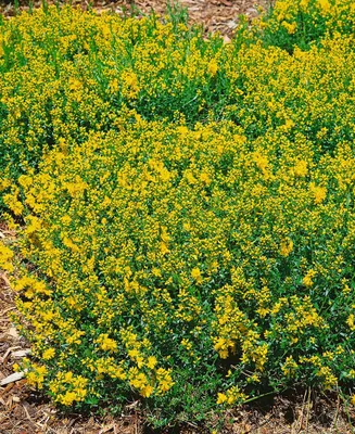 Produktbild von Färberginster Plena 20-30 cm, im Topf - Genista tinctoria