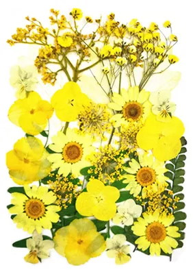 Produktbild von 1 Set Trockenblumen-Press-Set Bunte Naturblumen DIY Kunsthandwerk Zubehör Harz Schmuck Epoxidform Kerzen Seife Vasenherstellung Nagelkarten Scrapbooking Blumendekorationen C