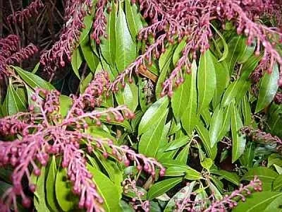 Produktbild von Pieris japonica Katsura - Japanische Lavendelheide - Schattenglöckchen - 20-25