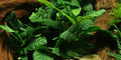 Produktbild von Anubias barteri var. 'Coffeifolia' - Topf - Kaffeeblättriges Speerblatt