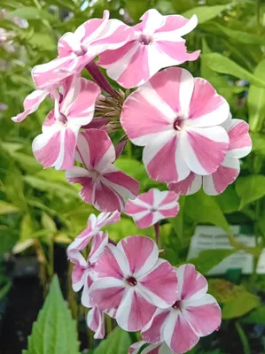 Obrázok produktu pre Veľký plamienok Phlox paniculata Twist s ružovými - bielymi kvetmi